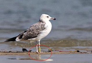 Caspian gull_